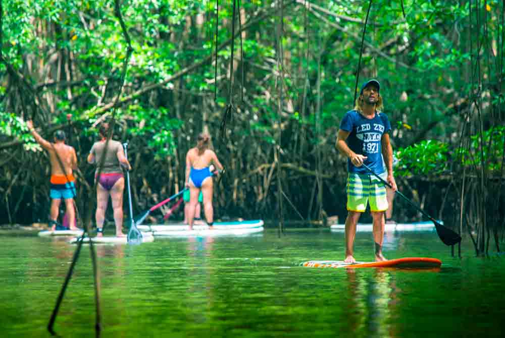 Mangrove Paddle Boarding