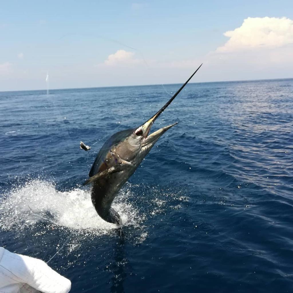 Sport Fishing Charter