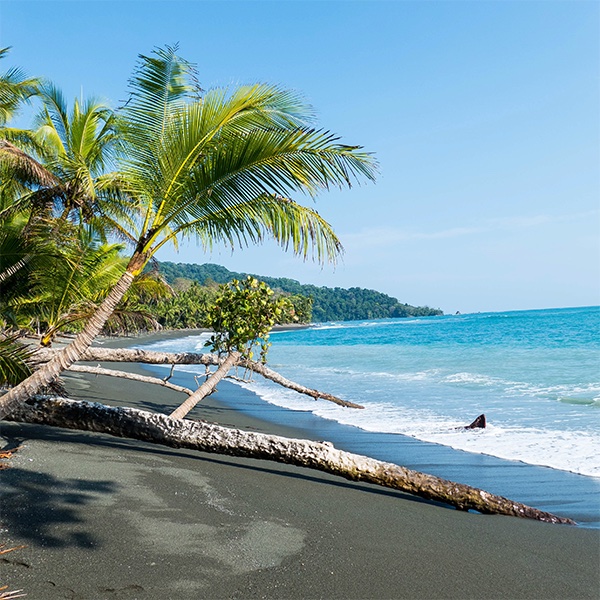 Traslado Puerto Jiménez