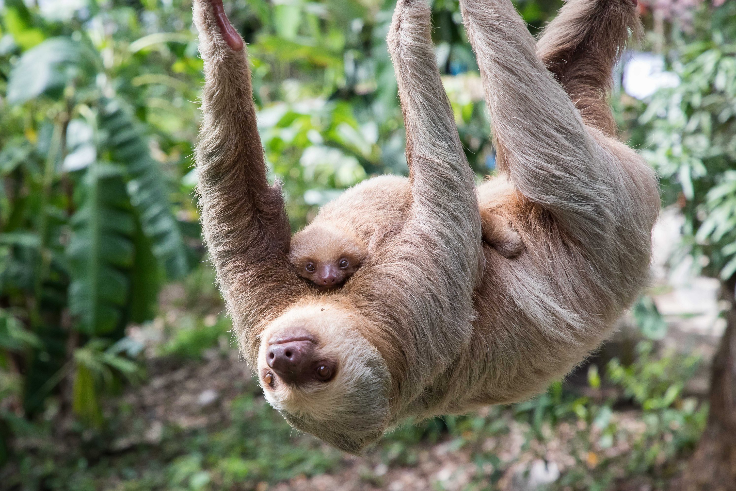 A mother sloth carrying its baby hangs upside down from a branch, surrounded by lush green tropical foliage.