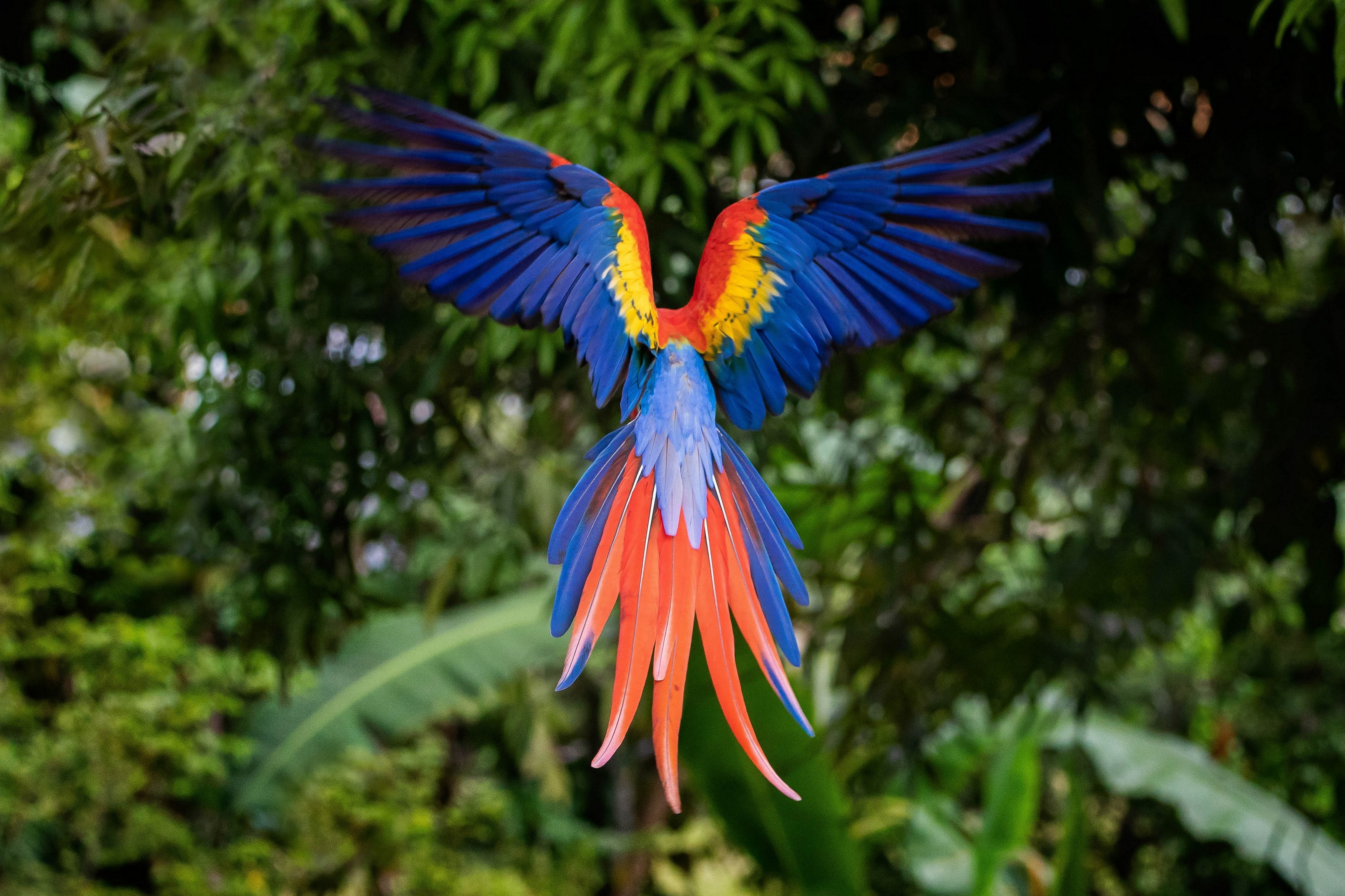 A scarlet macaw in full flight displays its vibrant blue, yellow, and red plumage against a dense background of tropical green foliage.