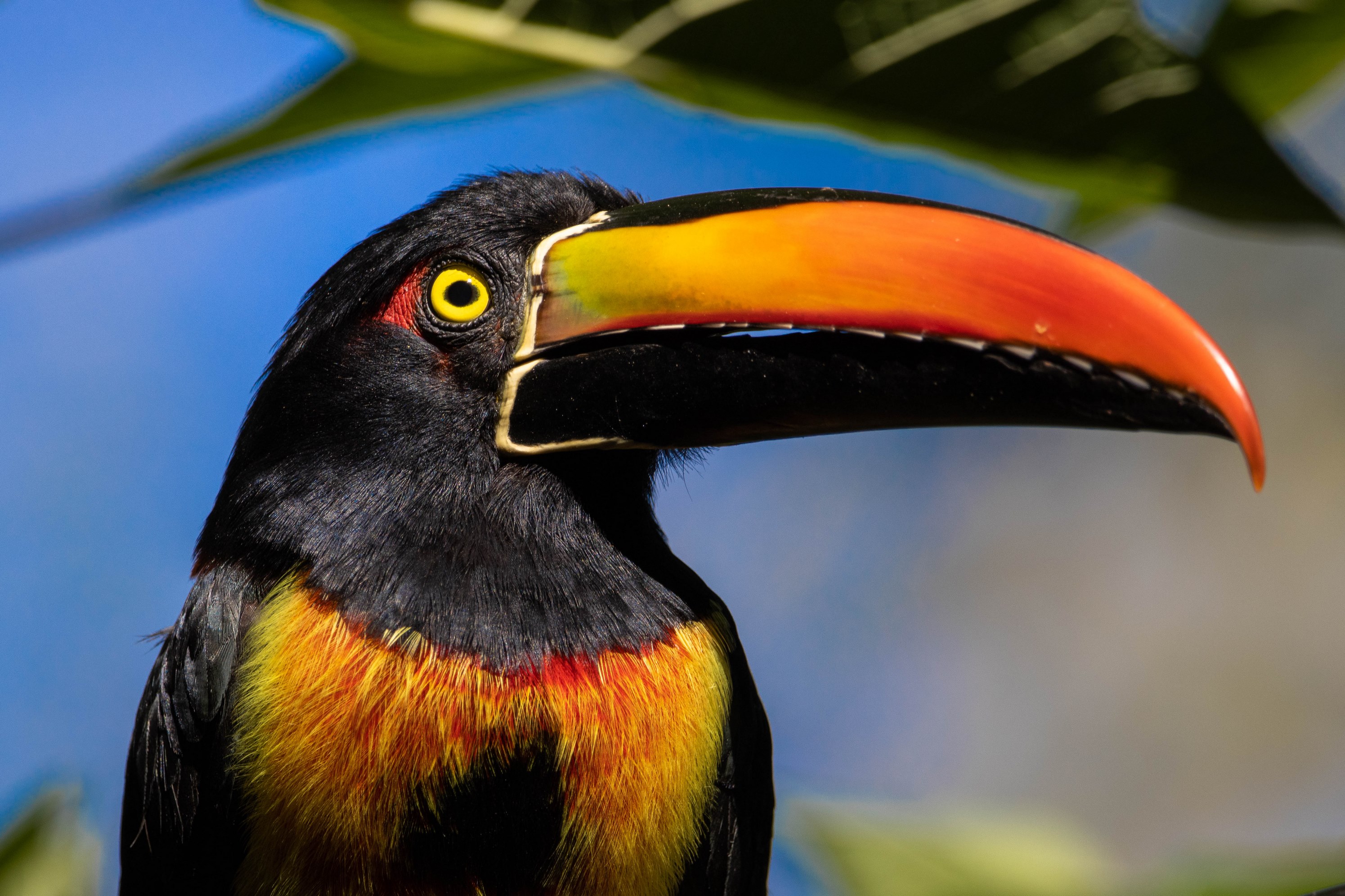 A close-up view reveals a black toucan with a large orange and yellow beak and a bright yellow eye, framed by blue sky and green tropical foliage.