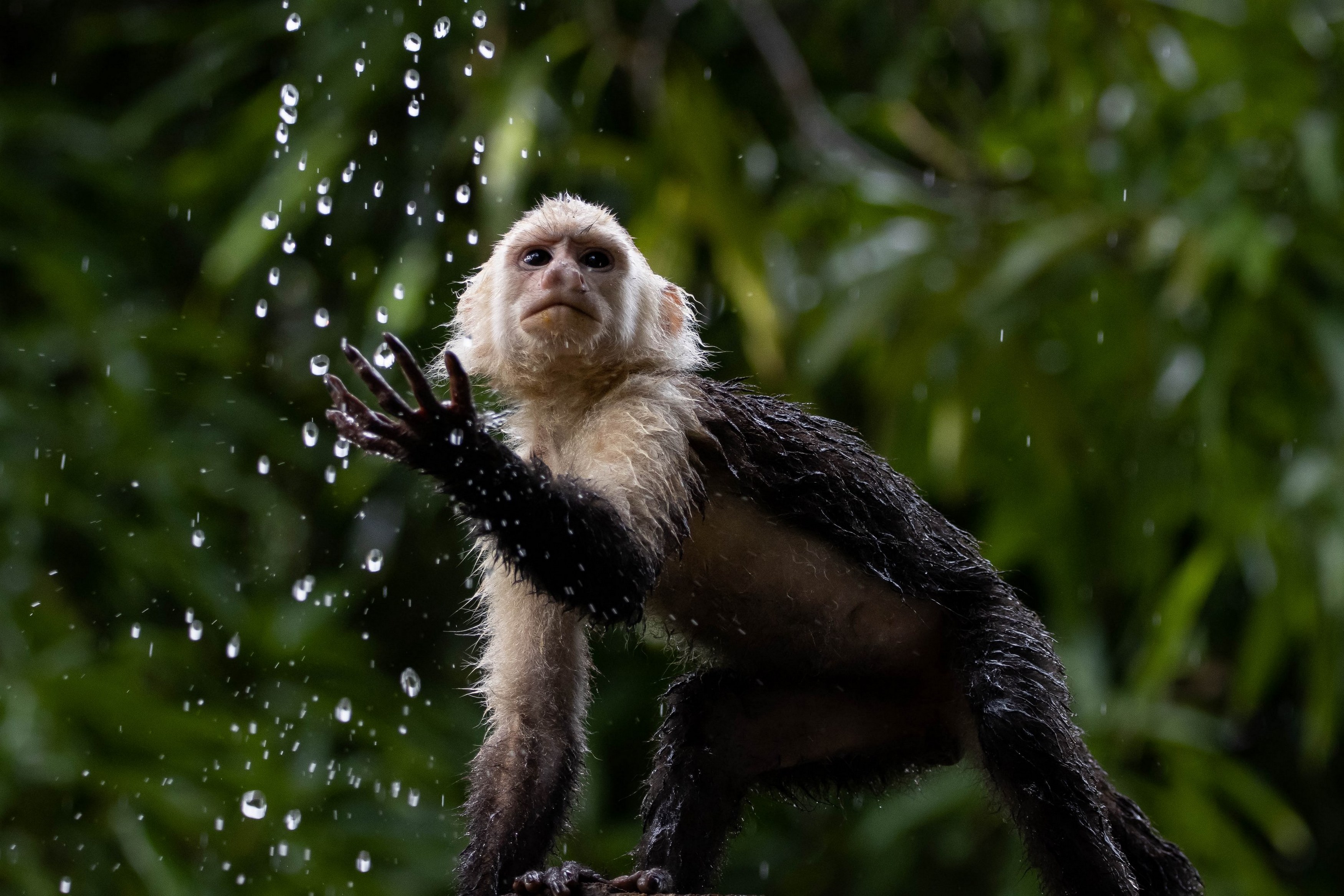 A wet white-faced capuchin monkey is visible amidst falling water droplets, framed by a blurred green natural background.